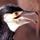 Ukai (Cormorant Fishing)